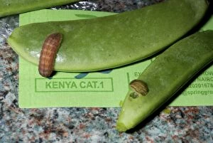 Images Dated 15th August 2007: Insect larvae imported on Sugar Snaps from Kenya (alive)