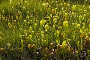 Images Dated 19th July 2008: An insectivorous plant Cobra Lily (Darlingtonia californica) with bog asphodel