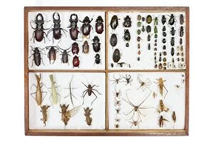 Images Dated 6th December 2014: Insects Collection Galicia, Spain