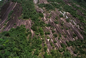 French Guiana Forest