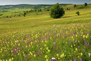 Images Dated 11th June 2010: Intensely flowery extensive grasslands around the Saxon village of Viscri, Transylvanian Romania