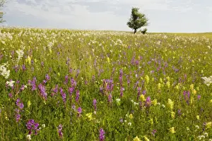 Intensely flowery extensive grasslands around the Saxon village of Viscri, Transylvanian Romania