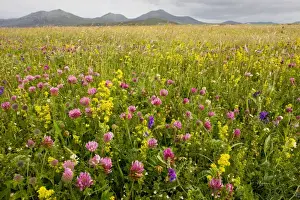 Intensely flowery Machair with red clover, ladies bedstraw etc at Stilligarry (Stadhlaigearraidh), with Ben More beyond; on the west coast of South Uist, Outer Hebrides, Scotland