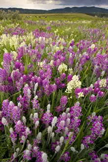Bloom Prints: Intensely flowery mid-altitude prairie grassland