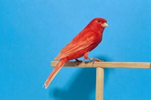 Canaries Gallery: Intensive Clear Red CANARY - on perch