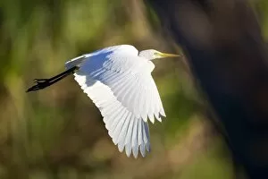 Intermediate Egret - adult egret in flight over a billabong