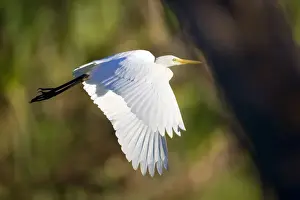 Intermediate Egret - adult egret in flight over a billabong - Northern Territory, Australia