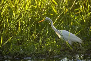 Billabong Prints: Intermediate Egret - adult egret stalking through dense vegetation in a billabong foraging - Northern Territory