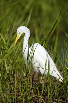 Intermediate Egret - adult egret standing amidst dense vegetation in a billabong foraging