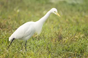 Intermediate Egret - Keoladeo Ghana National Park - Bharatpur - Rajasthan - India BI017925