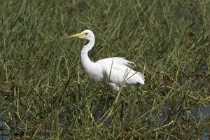Images Dated 24th June 2004: Intermediate Egret At Marlgu Billabong, part of the Parry Lagoons Nature Reserve on the Lower Ord