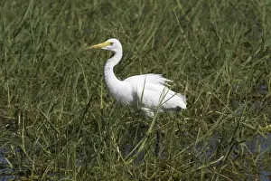 Billabong Prints: Intermediate Egret At Marlgu Billabong