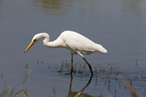 Intermediate Egret
