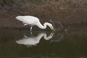 Intermediate Egret stabbing at a fish Peppimenarti Abo