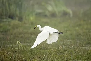 Images Dated 18th June 2009: Intermediate Egret - taking off with caught prey (catfish)