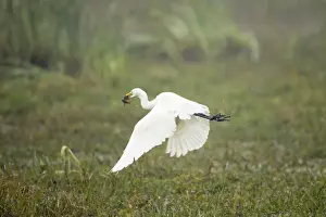 Intermediate Egret - taking off with caught prey (catfish) - Keoladeo Ghana National Park - Bharatpur - Rajasthan - India BI017927