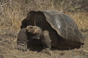 Images Dated 25th July 2011: Intermediate form of Galapagos Giant Tortoise