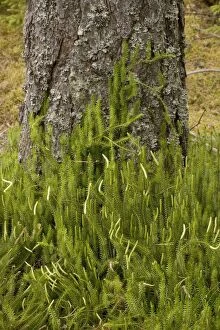 Interrupted clubmoss, growing in pine forest