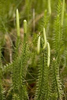 Images Dated 11th July 2006: Interrupted clubmoss (Lycopodium annotinum), growing in pine forest