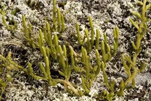 Images Dated 13th July 2006: Interrupted clubmoss (Lycopodium annotinum) in arctic tundra, Norway