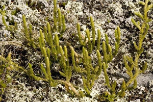 Images Dated 13th July 2006: Interrupted clubmoss (Lycopodium annotinum) in arctic tundra, Norway