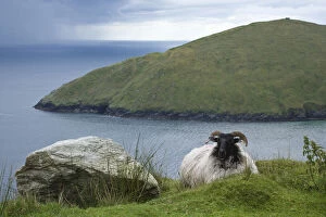 Ireland, Achill Island. Sheep rest atop