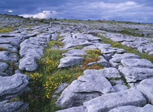 Images Dated 15th April 2005: Ireland - The Burren: Limestone pavement, near Poulnabrone, Co. Clare. With Bird's Foot Trefoil