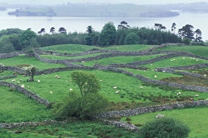 Ireland, County Mayo. Grazing sheep