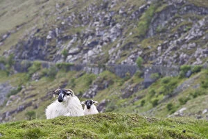 Ireland, County Mayo. Sheep resting in rocky