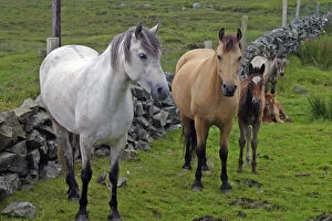Ireland. Farm horses of the Connemara in