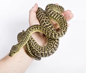 Images Dated 23rd April 2008: Irian Jaya Carpet Python - in hand