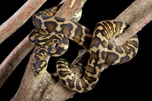 Images Dated 23rd April 2008: Irian Jaya Carpet Python - Variegata's sub species - Australia
