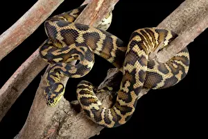 Pythons Prints: Irian Jaya Carpet Python - Variegata's sub species - Australia