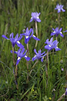 Images Dated 12th April 2007: Iris Barbary Nut - Extremadura, Spain