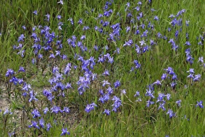 Images Dated 12th April 2007: Iris Barbary Nut - Extremadura, Spain