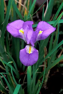 Purple Prints: Iris - close-up Winter flowering, January, UK