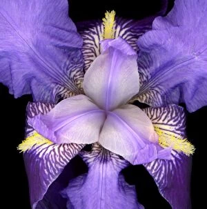 Flowers Gallery: Iris flower