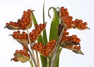 Iris - Fruits and seeds