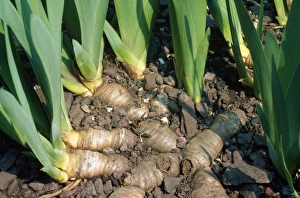 Images Dated 23rd April 2008: Iris - Rhizomes, swollen stems