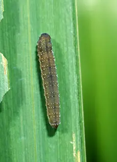 Sawfly Prints: Iris sawfly larva feeding on flag iris leaves