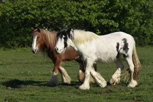 Images Dated 21st April 2011: Irish Cob Horses