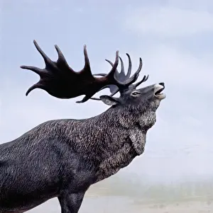 Irish Elk / Giant Deer - stag calling, Extinct. Prehistoric reconstruction, Pleistocene Period