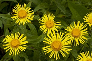 Images Dated 16th June 2008: Irish Fleabane (Inula salicina) in flower. Old grassland, Romania