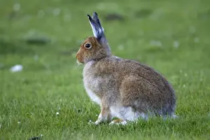 Mull Prints: Irish Hare - Isle of Mull - Scotland - UK