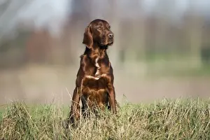 Irish / Red Setter