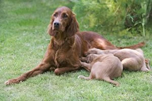 Images Dated 24th June 2007: Irish / Red Setter - adult with two puppies suckling