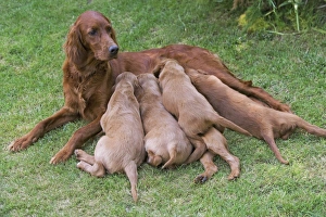 Images Dated 24th June 2007: Irish / Red Setter - adult with puppies suckling