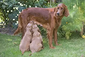 Irish Setters Prints: Irish / Red Setter - adult standing with two puppies suckling