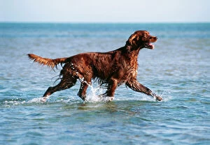Irish / Red SETTER DOG - walking in the sea
