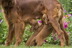 Irish / Red Setter mother dog suckling puppies outdoors